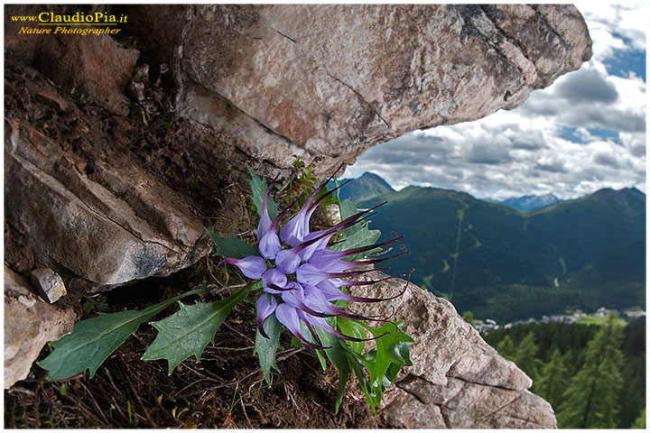 Physoplexis comosa, fiori di montagna, alpini, fotografia, foto, alpine flowers